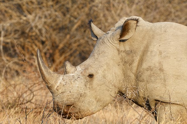 White rhinoceros