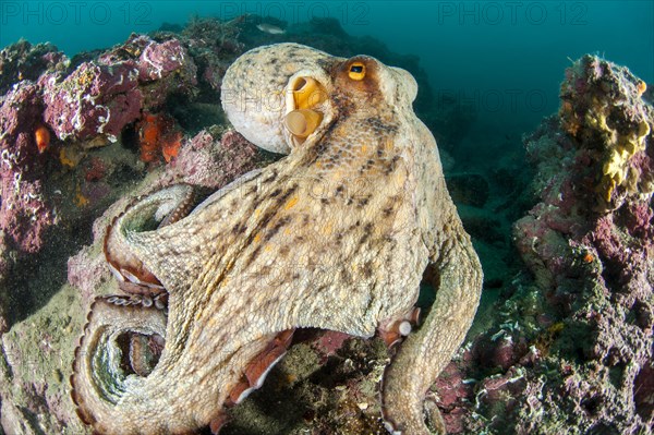 Common octopus