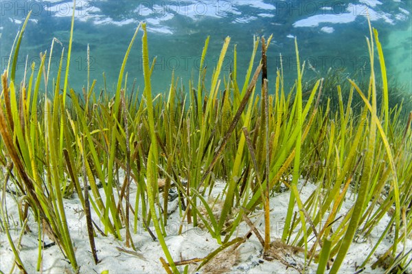 Cymodocea nodossa seagrass meadow