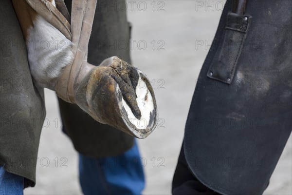 Horse hoof is newly impounded