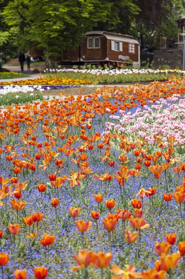 Flower field in spring with tulips