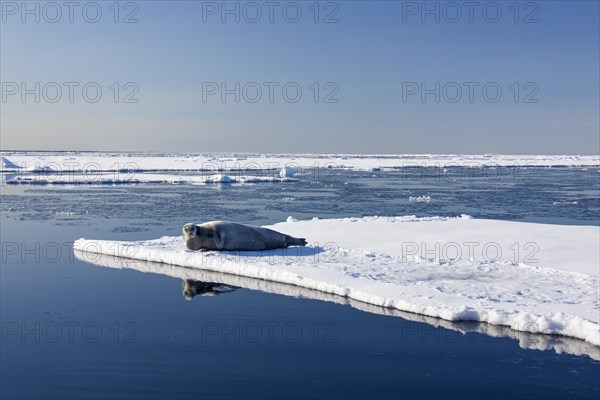 Bearded seal