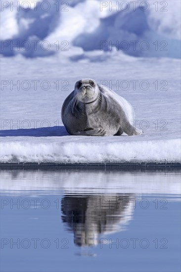 Bearded seal