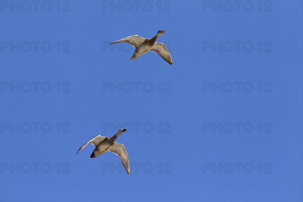 Gadwall