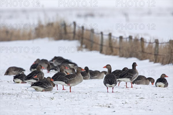 Greylag Geese