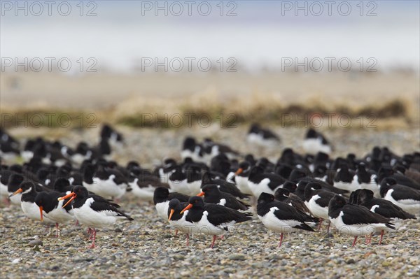 Flock of Common Pied Oystercatchers