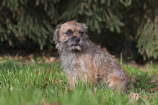 Grizzled border terrier sitting in garden. British dog breed of small