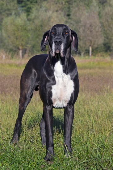 Great Dane