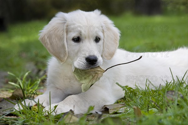 White Golden retriever