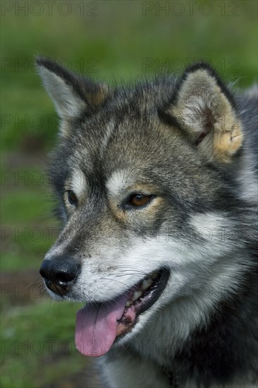 Greenland dog