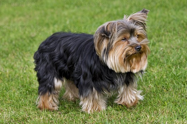 Yorkshire terrier