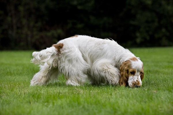 English Cocker Spaniel