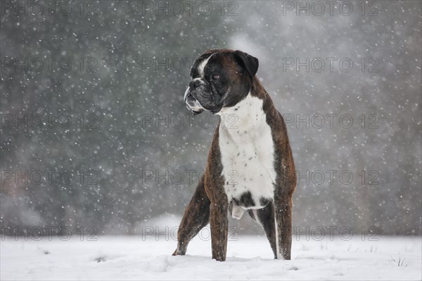 Boxer dog in the snow in forest during snowfall in winter