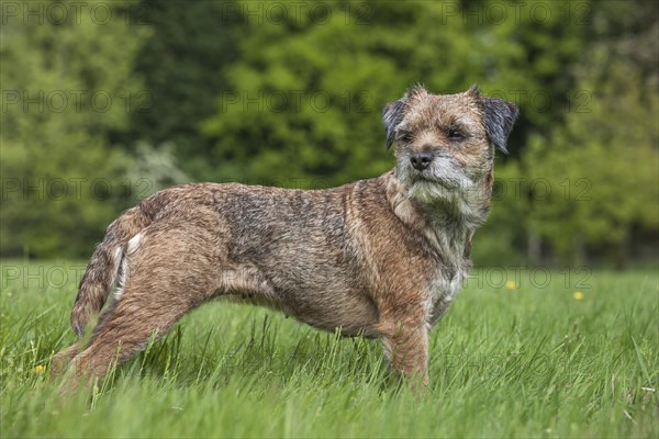 Border Terrier