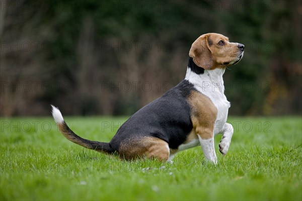 Tricolour Beagle dog sitting in garden