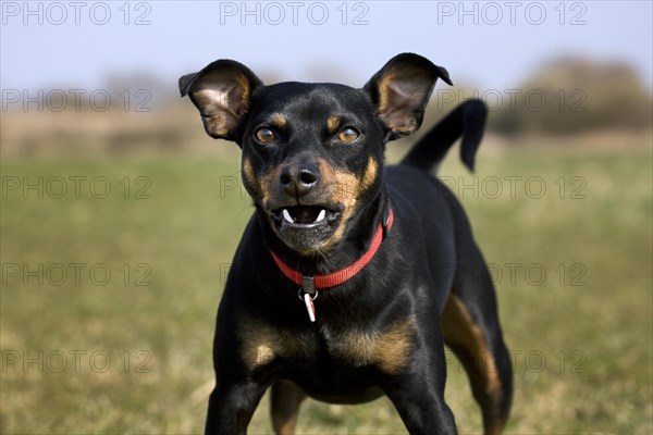 Manchester Terrier close-up of barking dog