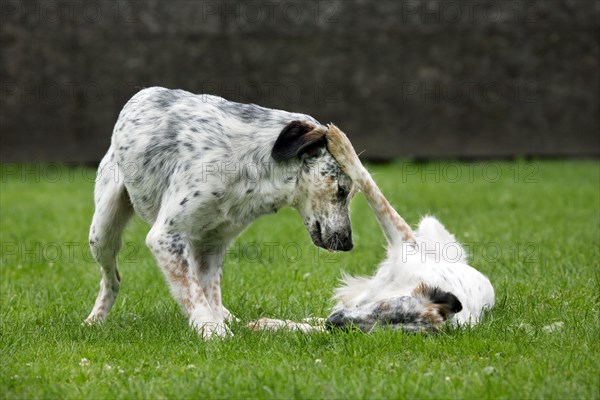 Two mongrels playing in garden