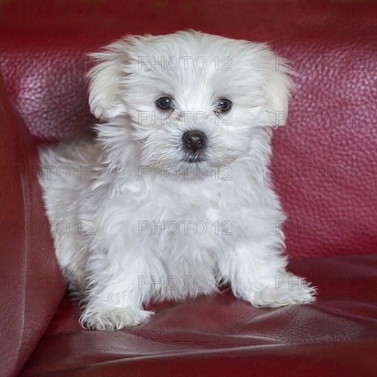 Cute white Maltese puppy