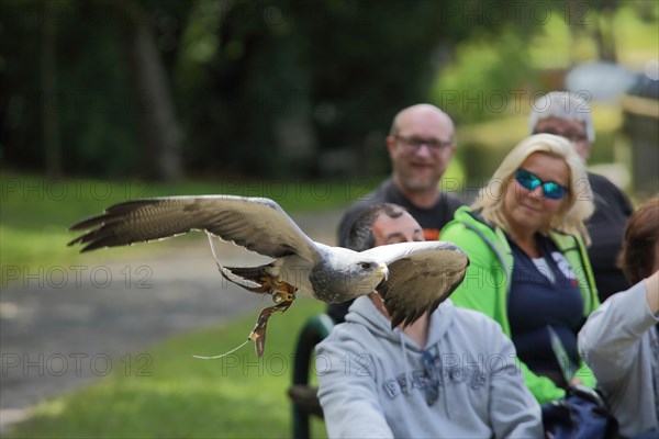 Black-chested buzzard-eagle