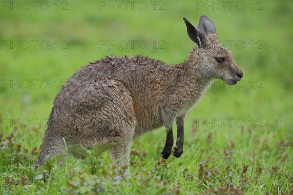 Eastern grey kangaroo