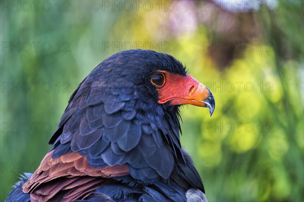 Bateleur