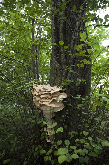 Giant polypore