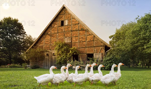 Free-range geese on a farm