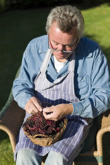 Farmer sorts elderberries