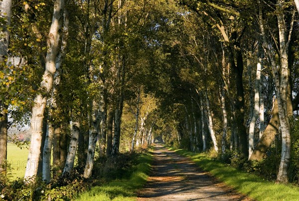 Birch path in Teufelsmoor near Worpswede