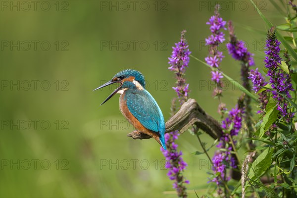 Common kingfisher