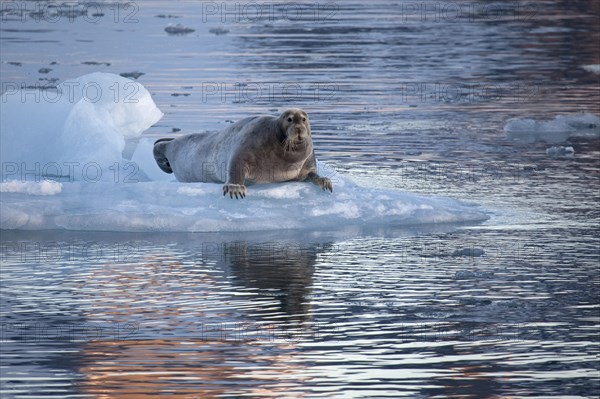 Bearded seal