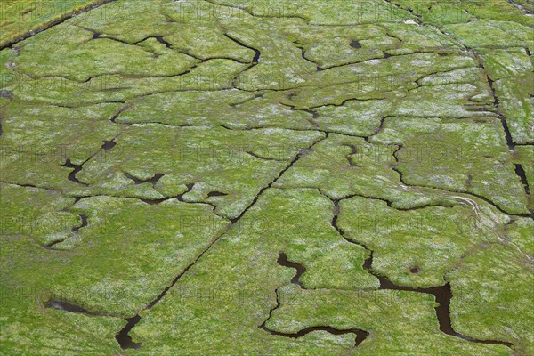 Aerial view over salt marsh of the Wadden Sea National Park