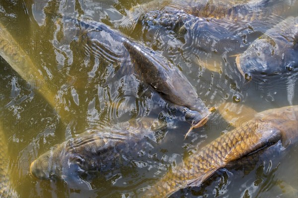 Shoal of common carp