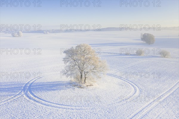 Aerial view over solitary common oak