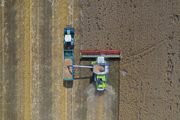 Aerial view of combine harvester and tractor with trailer harvesting rapeseed field in summer
