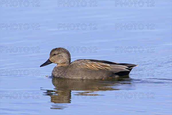 Gadwall