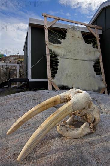 Vel van ijsbeer en schedel van walrus