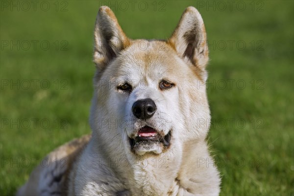 Akita Inu