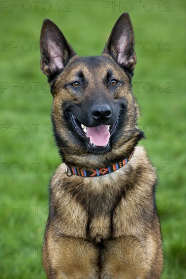 Belgian Shepherd Dog