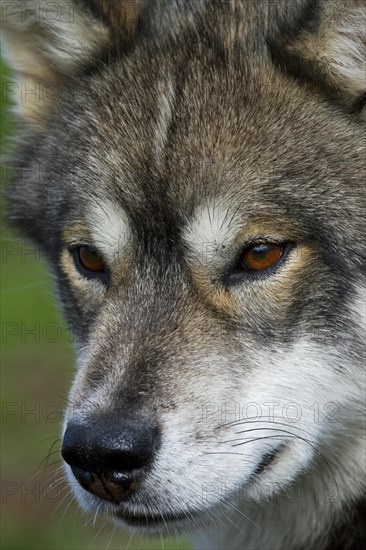 Greenland dog