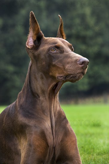 Doberman Pinscher