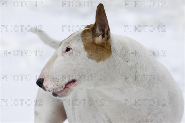 English Bull Terrier