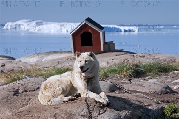 Greenland dog