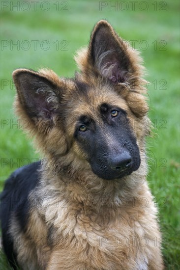 German shepherd dog