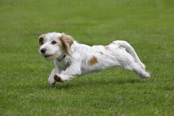 Basset griffon vendeen