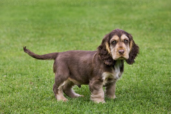 English Cocker Spaniel