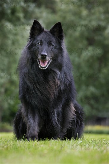 Belgian Shepherd Dog