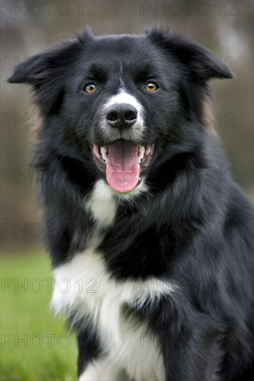 Border Collie