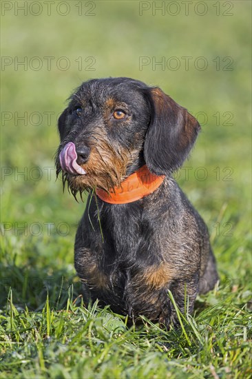 Wire-haired dachshund