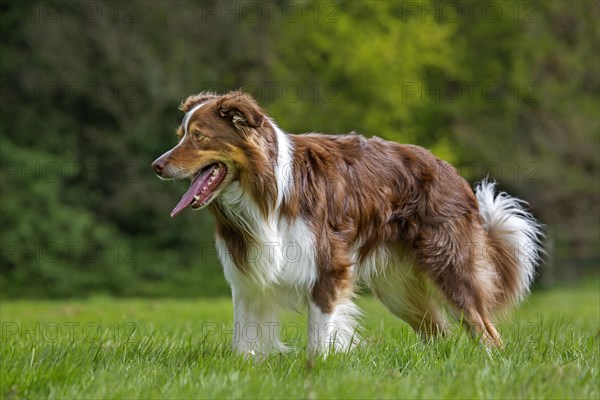 Border collie